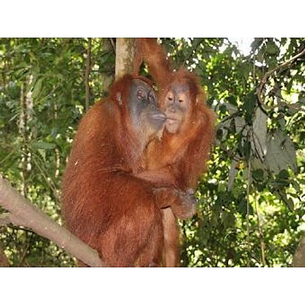 Orang Utans - 2.000 Teile (Puzzle)