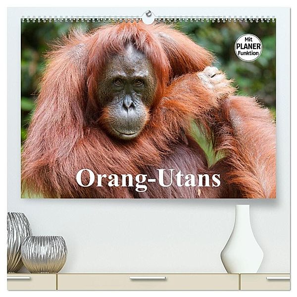 Orang-Utans (hochwertiger Premium Wandkalender 2024 DIN A2 quer), Kunstdruck in Hochglanz, Elisabeth Stanzer