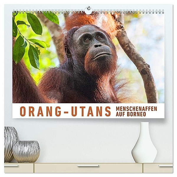 Orang-Utans Menschenaffen auf Borneo (hochwertiger Premium Wandkalender 2024 DIN A2 quer), Kunstdruck in Hochglanz, Martin Ristl