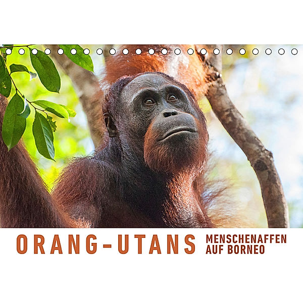 Orang-Utans Menschenaffen auf Borneo (Tischkalender 2019 DIN A5 quer), Martin Ristl