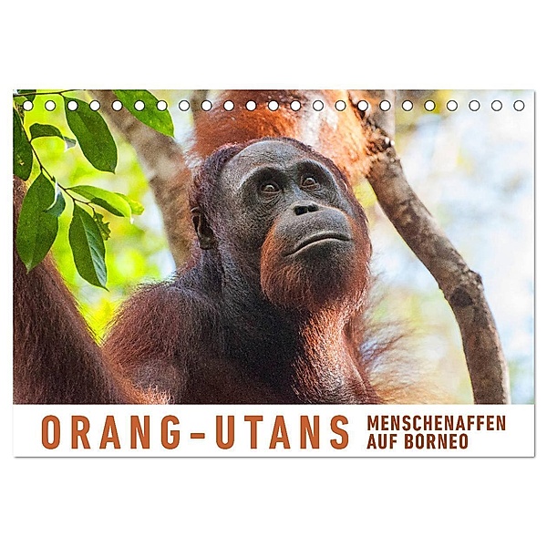 Orang-Utans Menschenaffen auf Borneo (Tischkalender 2024 DIN A5 quer), CALVENDO Monatskalender, Martin Ristl