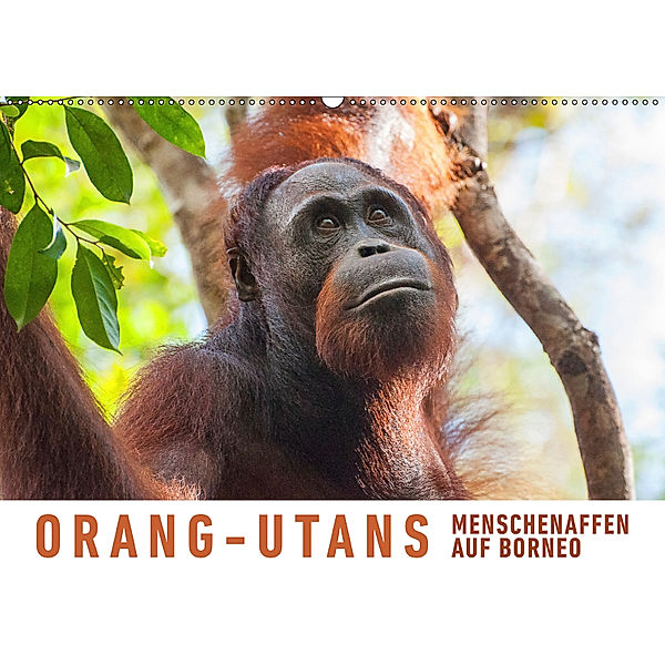 Orang-Utans Menschenaffen auf Borneo (Wandkalender 2019 DIN A2 quer), Martin Ristl