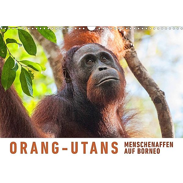 Orang-Utans Menschenaffen auf Borneo (Wandkalender 2023 DIN A3 quer), Martin Ristl