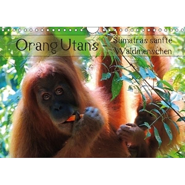 Orang Utans - Sumatras sanfte Waldmenschen (Wandkalender 2017 DIN A4 quer), S. B. Otero