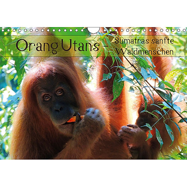 Orang Utans - Sumatras sanfte Waldmenschen (Wandkalender 2019 DIN A4 quer), S. B. Otero