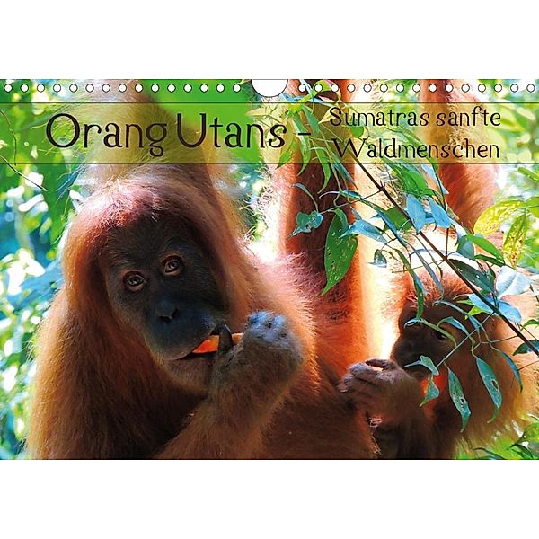 Orang Utans - Sumatras sanfte Waldmenschen (Wandkalender 2020 DIN A4 quer), S. B. Otero