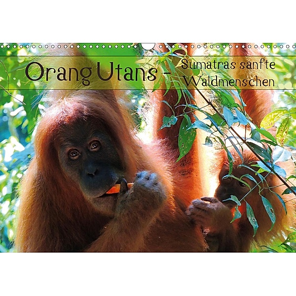 Orang Utans - Sumatras sanfte Waldmenschen (Wandkalender 2021 DIN A3 quer), S. B. Otero