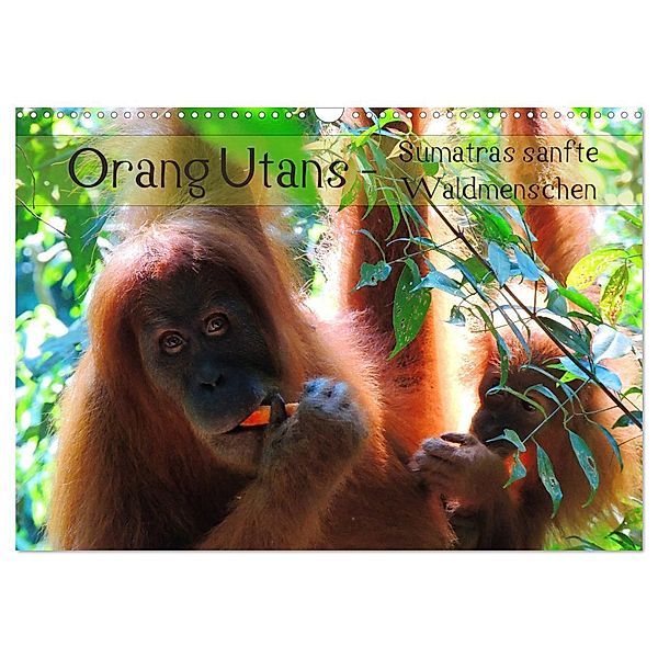 Orang Utans - Sumatras sanfte Waldmenschen (Wandkalender 2025 DIN A3 quer), CALVENDO Monatskalender, Calvendo, S. B. Otero