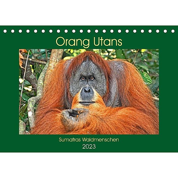 Orang Utans Sumatras Waldmenschen (Tischkalender 2023 DIN A5 quer), Anja Edel