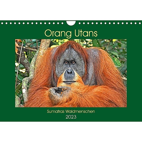 Orang Utans Sumatras Waldmenschen (Wandkalender 2023 DIN A4 quer), Anja Edel