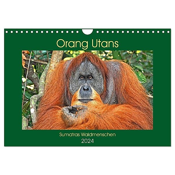 Orang Utans Sumatras Waldmenschen (Wandkalender 2024 DIN A4 quer), CALVENDO Monatskalender, Anja Edel