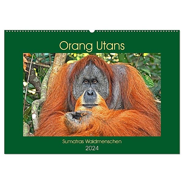 Orang Utans Sumatras Waldmenschen (Wandkalender 2024 DIN A2 quer), CALVENDO Monatskalender, Anja Edel