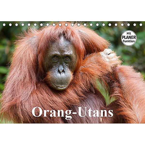 Orang-Utans (Tischkalender 2019 DIN A5 quer), Elisabeth Stanzer