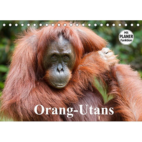 Orang-Utans (Tischkalender 2022 DIN A5 quer), Elisabeth Stanzer