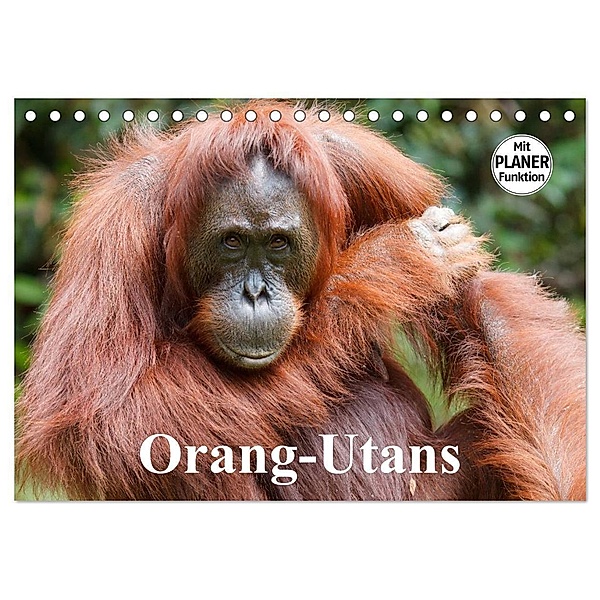Orang-Utans (Tischkalender 2024 DIN A5 quer), CALVENDO Monatskalender, Elisabeth Stanzer