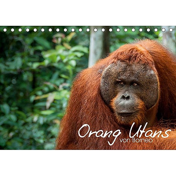 Orang Utans von Borneo Tierkalender 2021 (Tischkalender 2021 DIN A5 quer), Attila Arndt