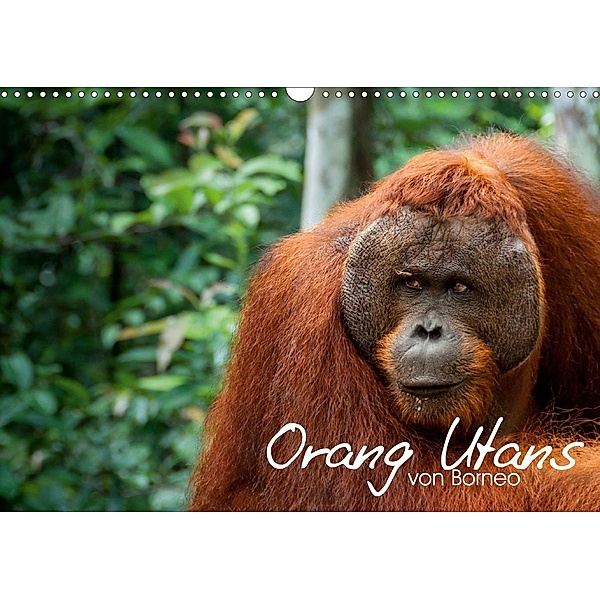 Orang Utans von Borneo Tierkalender 2021 (Wandkalender 2021 DIN A3 quer), Attila Arndt