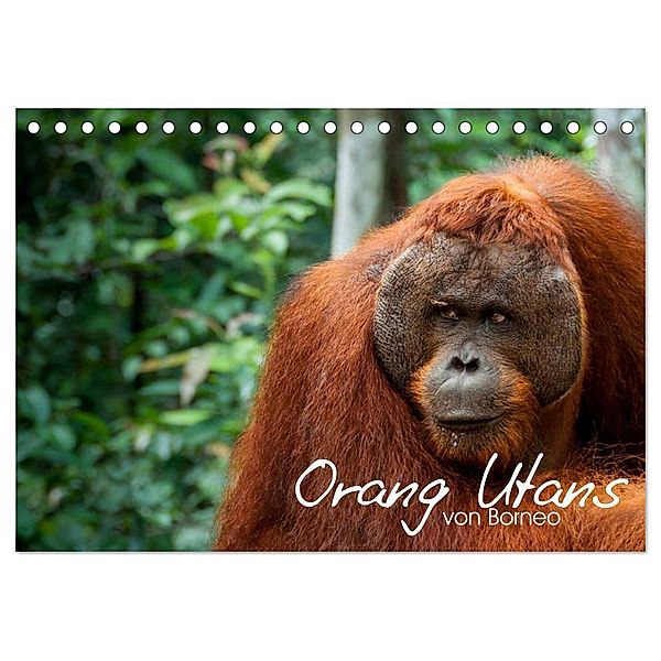Orang Utans von Borneo Tierkalender 2024 (Tischkalender 2024 DIN A5 quer), CALVENDO Monatskalender, Attila Arndt
