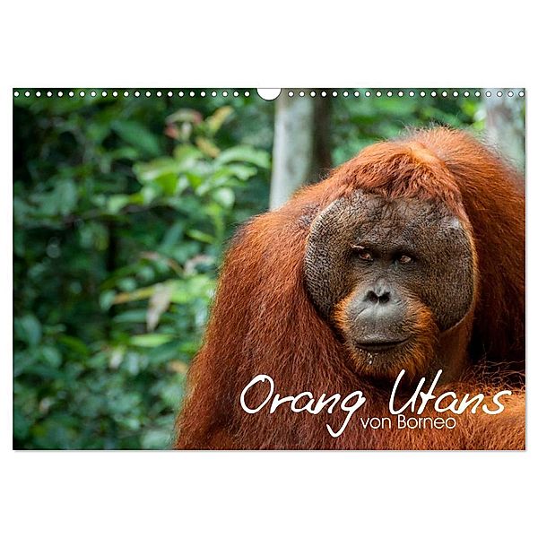 Orang Utans von Borneo Tierkalender 2024 (Wandkalender 2024 DIN A3 quer), CALVENDO Monatskalender, Attila Arndt