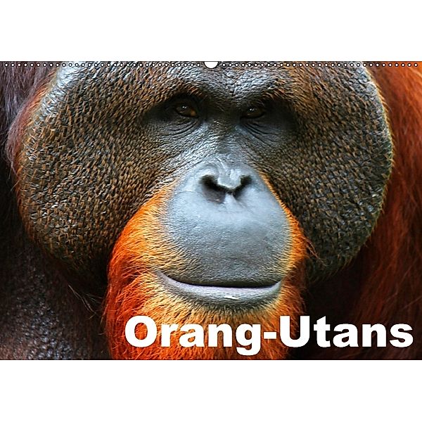 Orang-Utans (Wandkalender 2018 DIN A2 quer), Elisabeth Stanzer