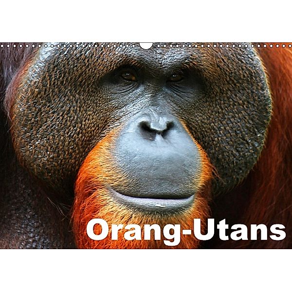 Orang-Utans (Wandkalender 2018 DIN A3 quer), Elisabeth Stanzer
