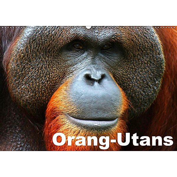 Orang-Utans (Wandkalender 2020 DIN A2 quer), Elisabeth Stanzer