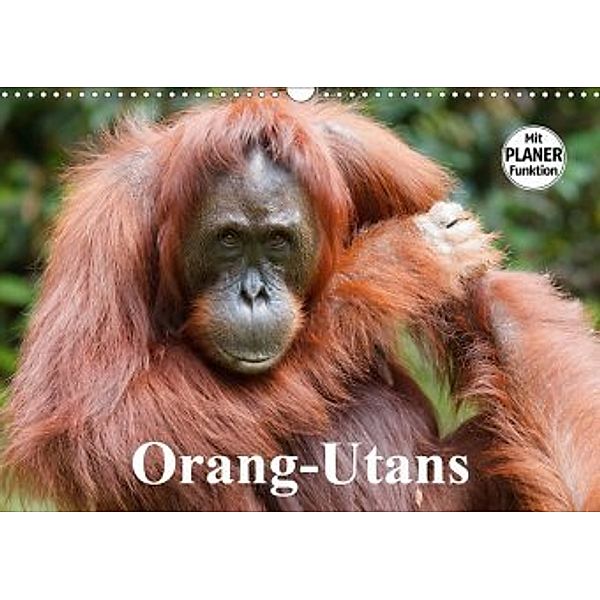 Orang-Utans (Wandkalender 2020 DIN A3 quer), Elisabeth Stanzer