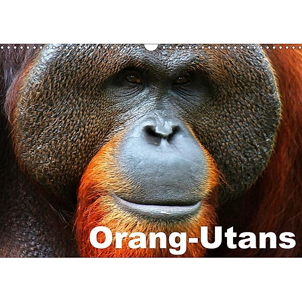 Orang-Utans (Wandkalender 2021 DIN A3 quer), Elisabeth Stanzer