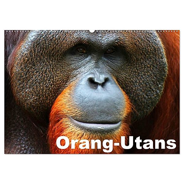 Orang-Utans (Wandkalender 2024 DIN A2 quer), CALVENDO Monatskalender, Elisabeth Stanzer