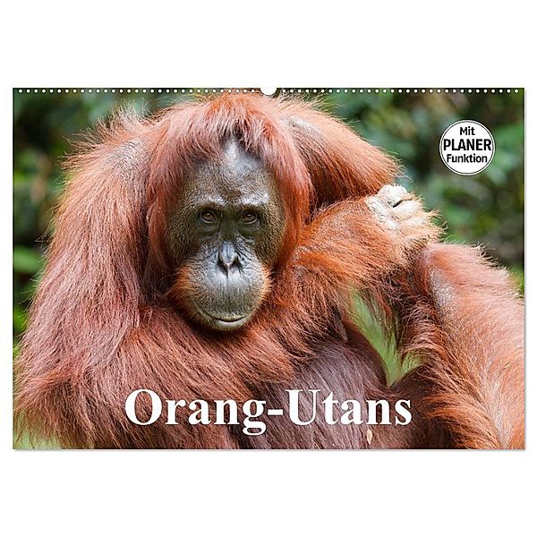 Orang-Utans (Wandkalender 2024 DIN A2 quer), CALVENDO Monatskalender, Elisabeth Stanzer