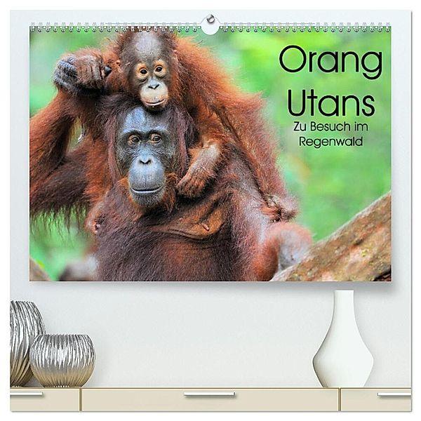 Orang Utans: Zu Besuch im Regenwald (hochwertiger Premium Wandkalender 2024 DIN A2 quer), Kunstdruck in Hochglanz, Elmar Weiss