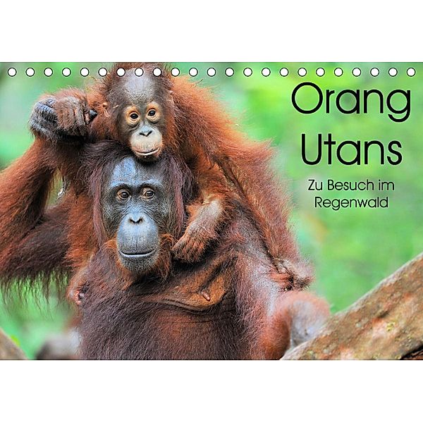 Orang Utans: Zu Besuch im Regenwald (Tischkalender 2020 DIN A5 quer), Elmar Weiss
