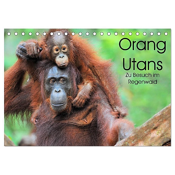 Orang Utans: Zu Besuch im Regenwald (Tischkalender 2024 DIN A5 quer), CALVENDO Monatskalender, Elmar Weiss