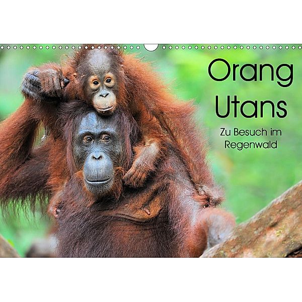 Orang Utans: Zu Besuch im Regenwald (Wandkalender 2021 DIN A3 quer), Elmar Weiss