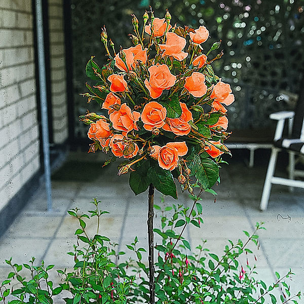 Oranger Rosen-Stamm, Höhe ca. 90 cm