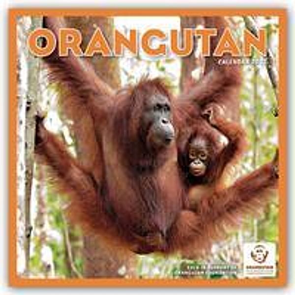 Orangutan - Orang-Utan - 2022, Carousel Calendar