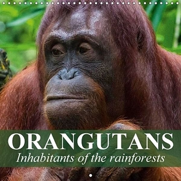 Orangutans Inhabitants of the rainforests (Wall Calendar 2017 300 × 300 mm Square), Elisabeth Stanzer