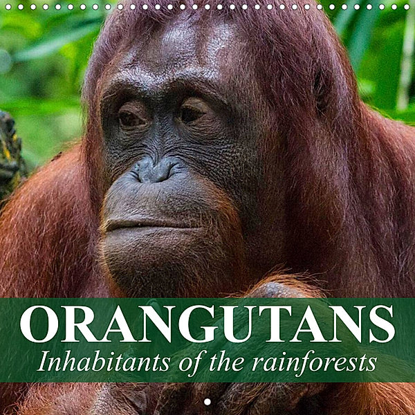 Orangutans Inhabitants of the rainforests (Wall Calendar 2023 300 × 300 mm Square), Elisabeth Stanzer