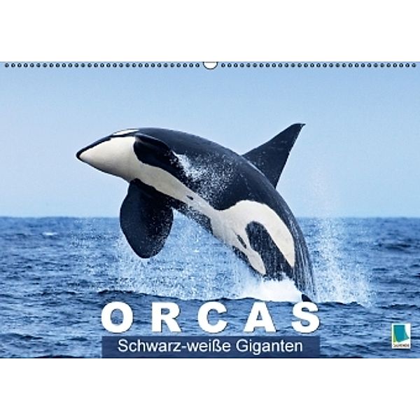 Orcas: Schwarz-weiße Giganten (Wandkalender 2016 DIN A2 quer), Calvendo