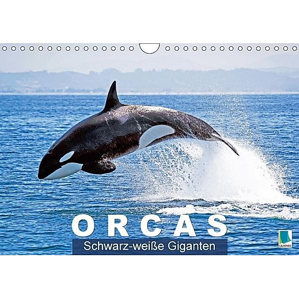 Orcas: Schwarz-weiße Giganten (Wandkalender 2017 DIN A4 quer), CALVENDO