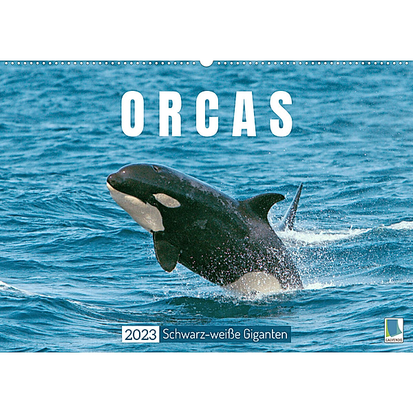Orcas: Schwarz-weiße Giganten (Wandkalender 2023 DIN A2 quer), Calvendo