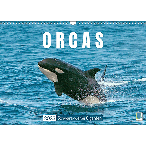 Orcas: Schwarz-weisse Giganten (Wandkalender 2023 DIN A3 quer), Calvendo