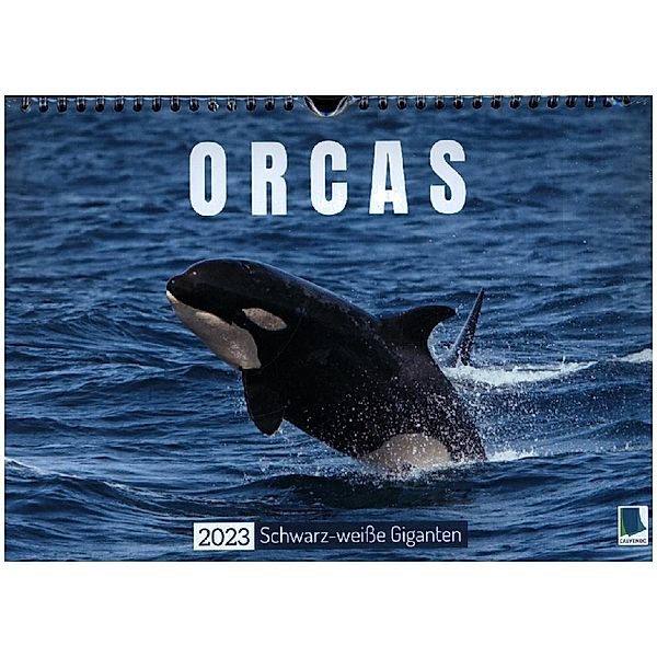 Orcas: Schwarz-weisse Giganten (Wandkalender 2023 DIN A4 quer), Calvendo