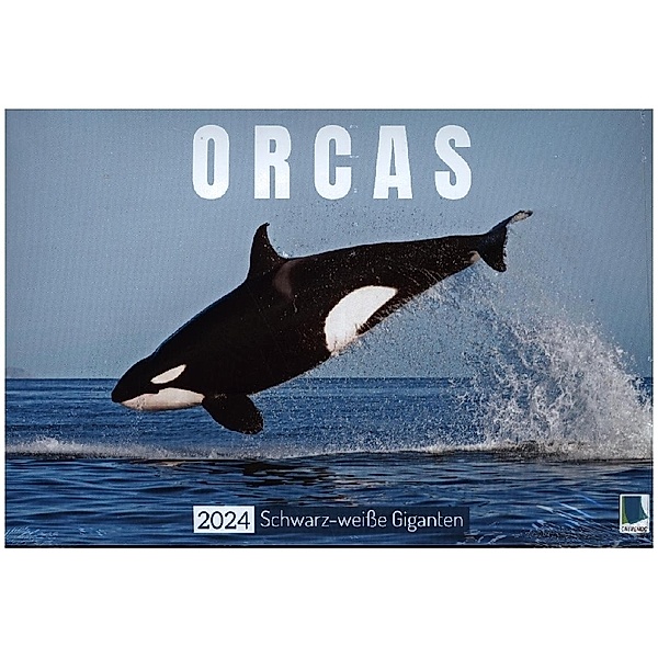 Orcas: Schwarz-weiße Giganten (Wandkalender 2024 DIN A4 quer), CALVENDO Monatskalender, Calvendo