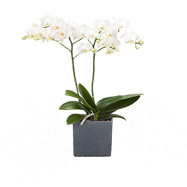 Orchidee (Phalaenopsis) weiß blühend, 2 triebig  1 Pflanze + 1 Scheurich Übertopf anthrazit stone