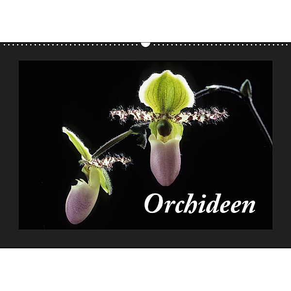 Orchideen 2019 (Wandkalender 2019 DIN A2 quer), kleber©gagelart