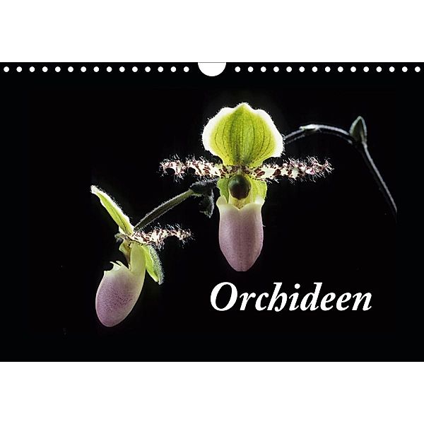 Orchideen 2021 (Wandkalender 2021 DIN A4 quer), kleber©gagelart