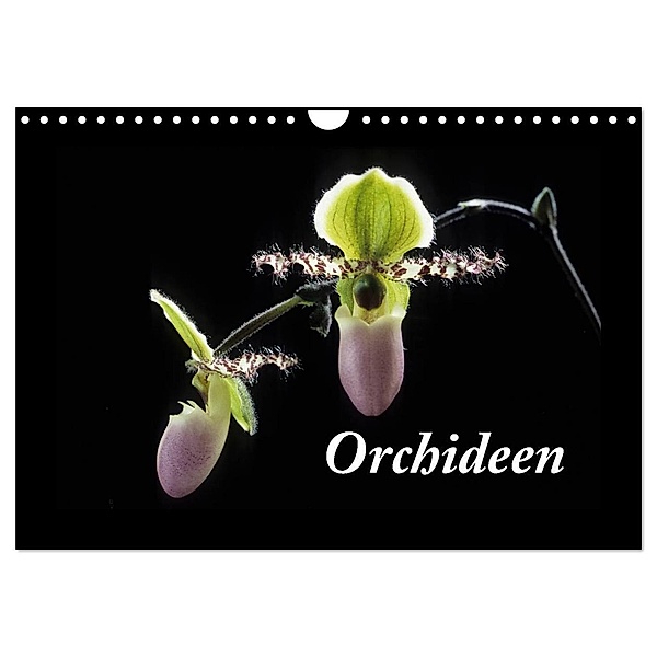 Orchideen 2024 (Wandkalender 2024 DIN A4 quer), CALVENDO Monatskalender, kleber©gagelart