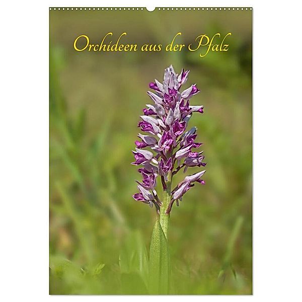 Orchideen aus der Pfalz (Wandkalender 2024 DIN A2 hoch), CALVENDO Monatskalender, Juehust