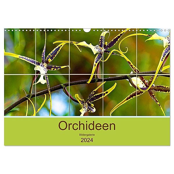 Orchideen Bildergalerie (Wandkalender 2024 DIN A3 quer), CALVENDO Monatskalender, Nina Schwarze
